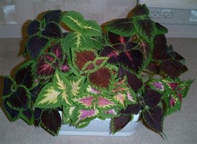 Coleus Lour.