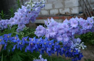 мои дельфиниумы