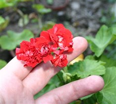 герань-розочка