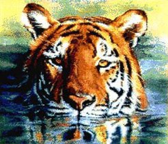 tigre cara (cd.a)