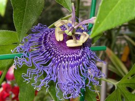 Passiflora 'Blue Velvet'