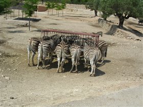Зебры