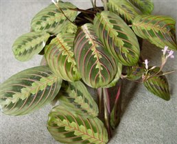 Maranta tricolor