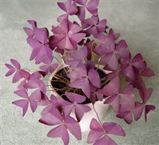 Oxalis triangularis 