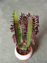 Euphorbia trigona (Red Devil)