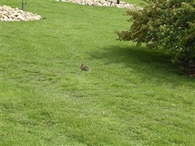 Заяц в Порте Адвентуре