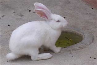Кролик (или заяц? %-))