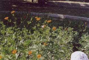 Бабочка на цветке