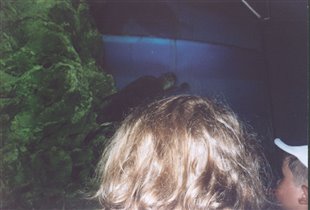 В Аквариуме