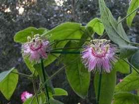 Passiflora Menispermifolia var. Rosea