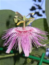 Passiflora Menispermifolia var. Rosea
