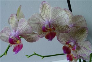 Phalaenopsis hybrid (1)