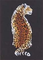 leopardo 8 cd.a