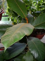 Ficus elastica 'Velvet'