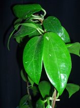 Hoya limoniaca 