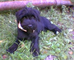 А вот и Феликс