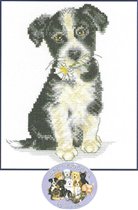 DMC _ K5422 Border Collie Puppy