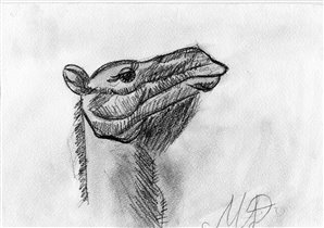 Гордый такой верблюд!