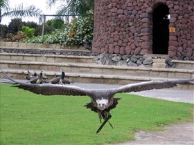 орлинное шоу