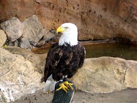  Настоящий гордый орел