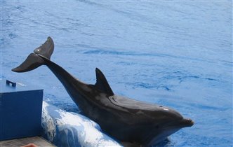 балетная стойка