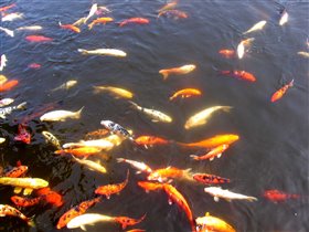 золотые рыбки