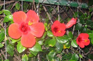 местная фауна