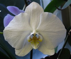 Фаленопсис