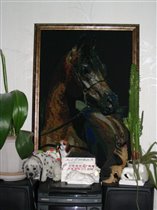 Голова арабской лошади