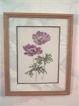 Анемоны Guverner