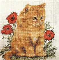 Poppy Kitten