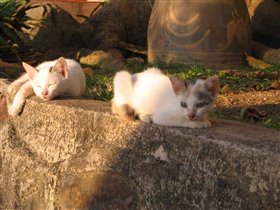 Тиоман - остров кошек :-)