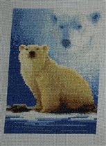 Forever Wild - Polar bear