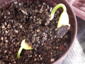 bauhinia variegata sp