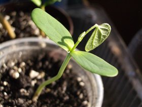 bauhinia variegata sp
