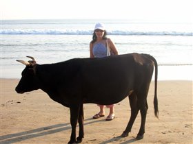 Корова на пляже - к счастью!