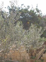 олива (маслина)