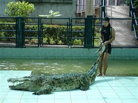 обратите внимание, как нежно она держит крокодила за хвост :)