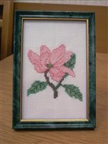 Яблоневый цвет