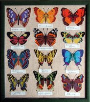коллекция бабочек