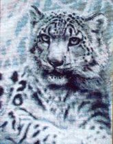 Snow Leopard 'Contemplation'