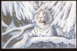 061. Белый тигр в снегу