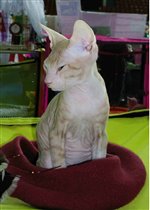 Моя несбыточная мечта