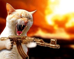 Кот террорист