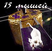 15 мышей