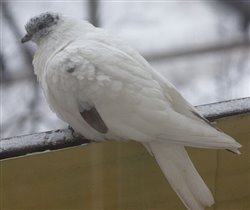 А в день моего рождения на наш балкон прилетел удивительный белый голубь - 