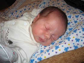 Мыш спящий обыкновенный