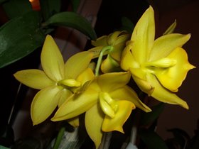 9048 - Cycd. Taiwan Gold 'ORCHIS'