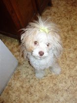 Пуховичок Фанни