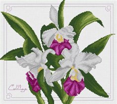 Cathaleeya Orchid